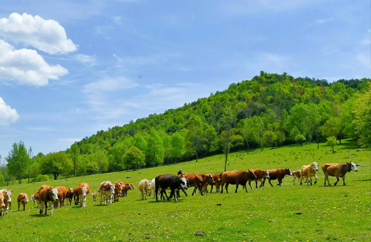 通遼畜牧搜索網